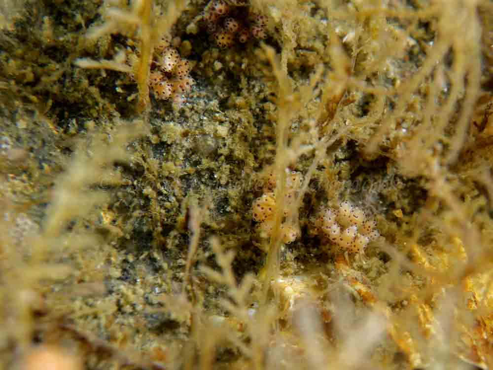 Doto coronata