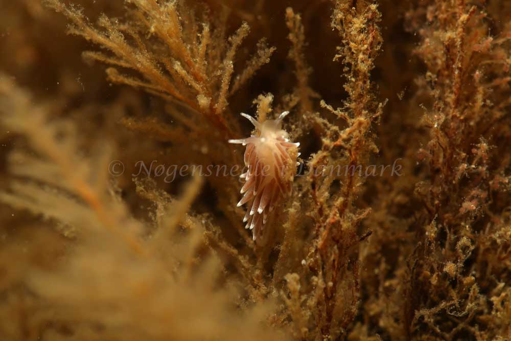 Fiocuthona concinna