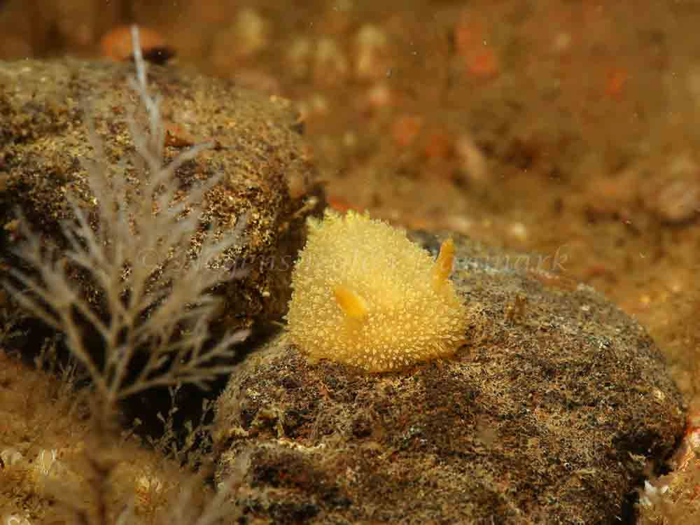 Acanthodoris pilosa