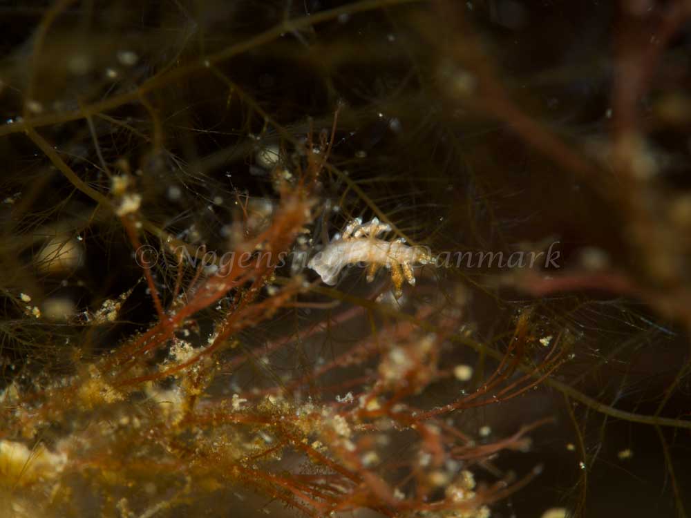 Nudibranchus scintillans
