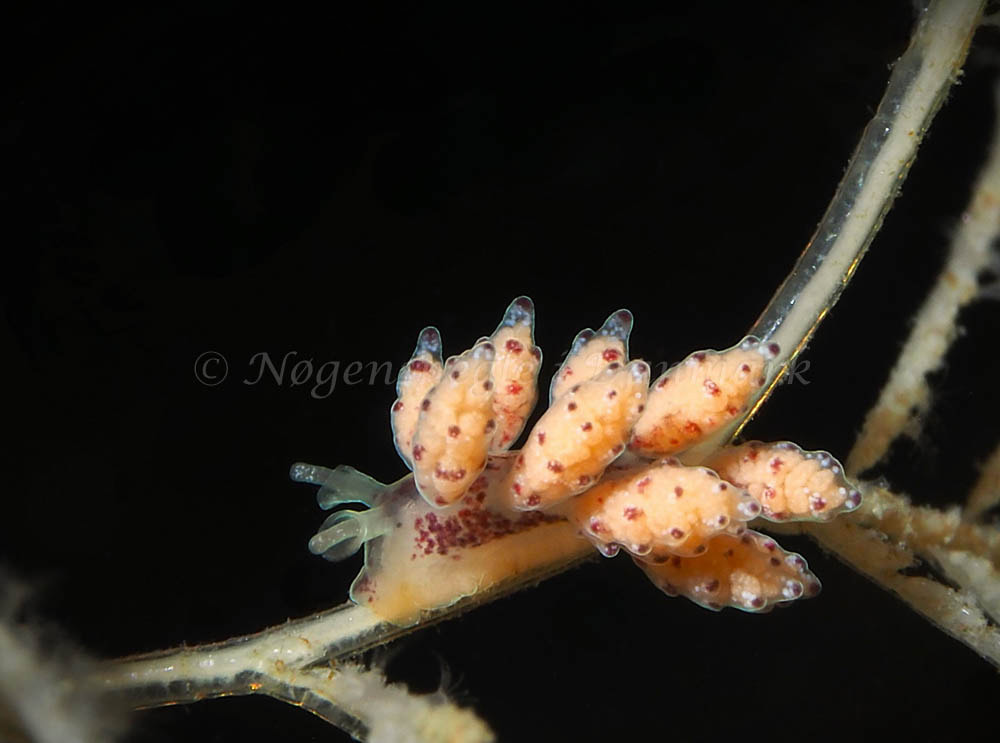 Doto coronata