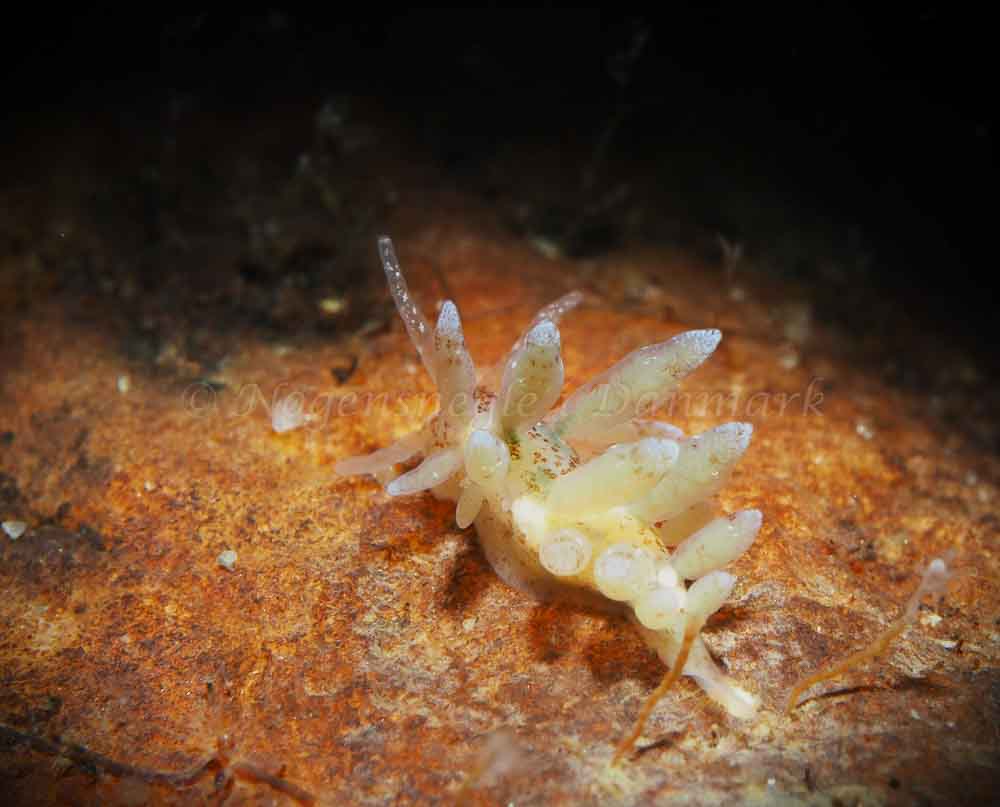 Eubranchulus rupium