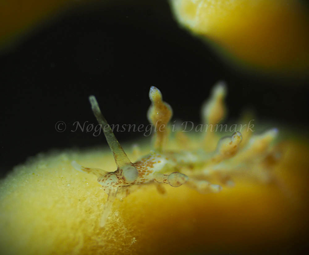 Nudibranchus scintillans