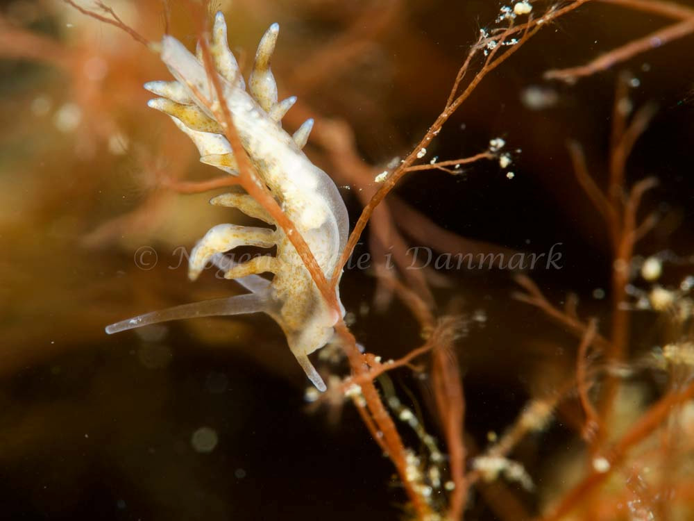 Eubranchulus rupium