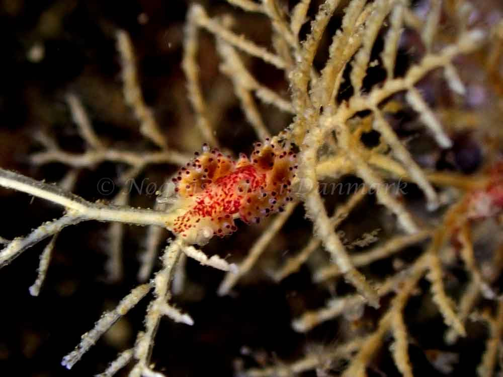 Doto coronata
