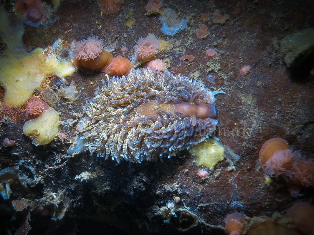 Foto: Claus Neupart.......Aeolidia papillosa. -- www.nudibranchia.dk --