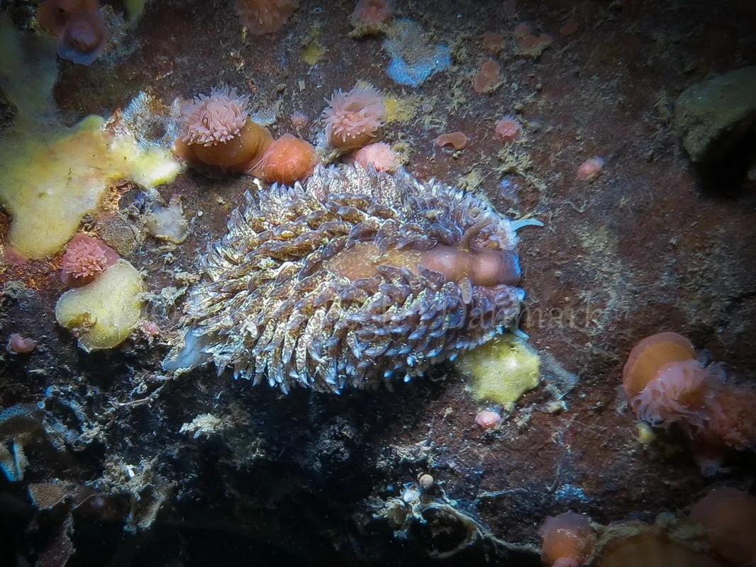 Foto: Claus Neupart.......Aeolidia papillosa. -- www.nudibranchia.dk --