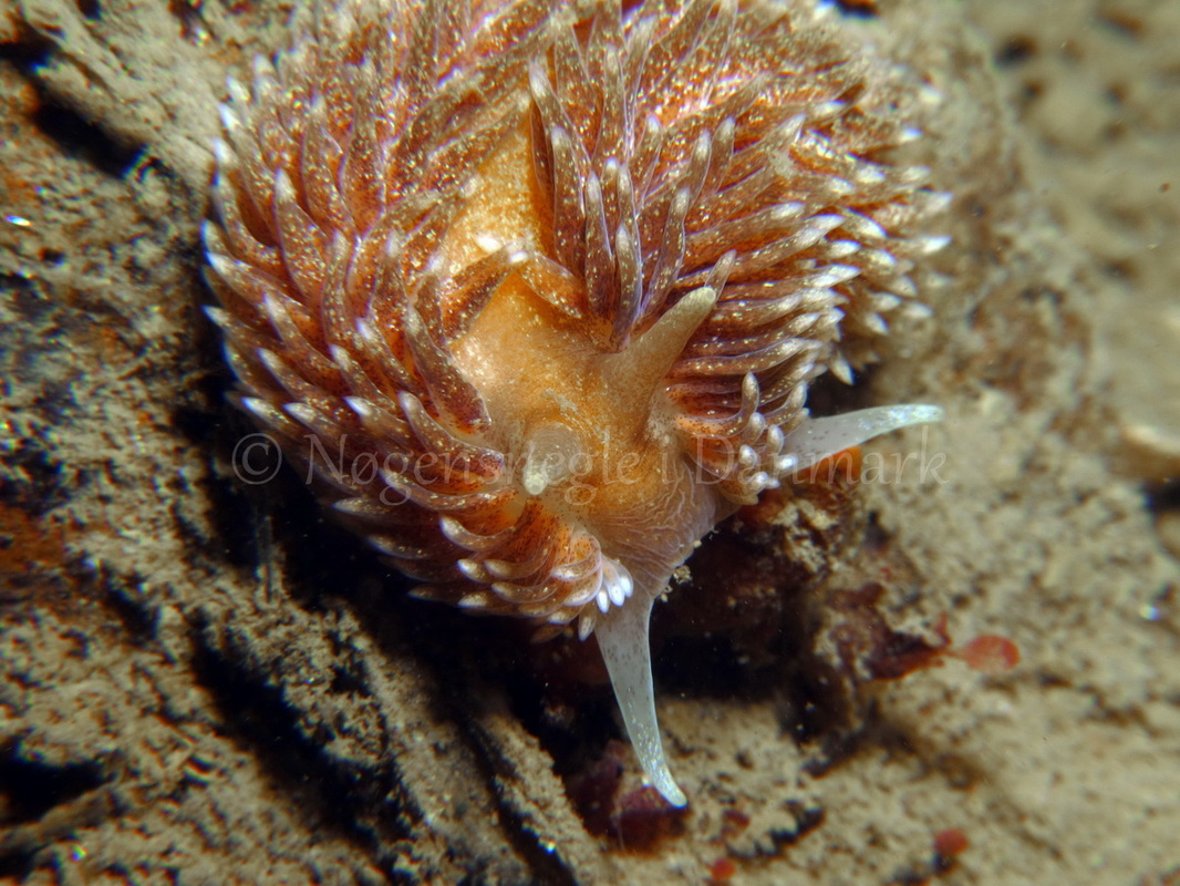 Foto: Tina Malmgren ....... Aeolidia papillosa -- www.nudibranchia.dk
