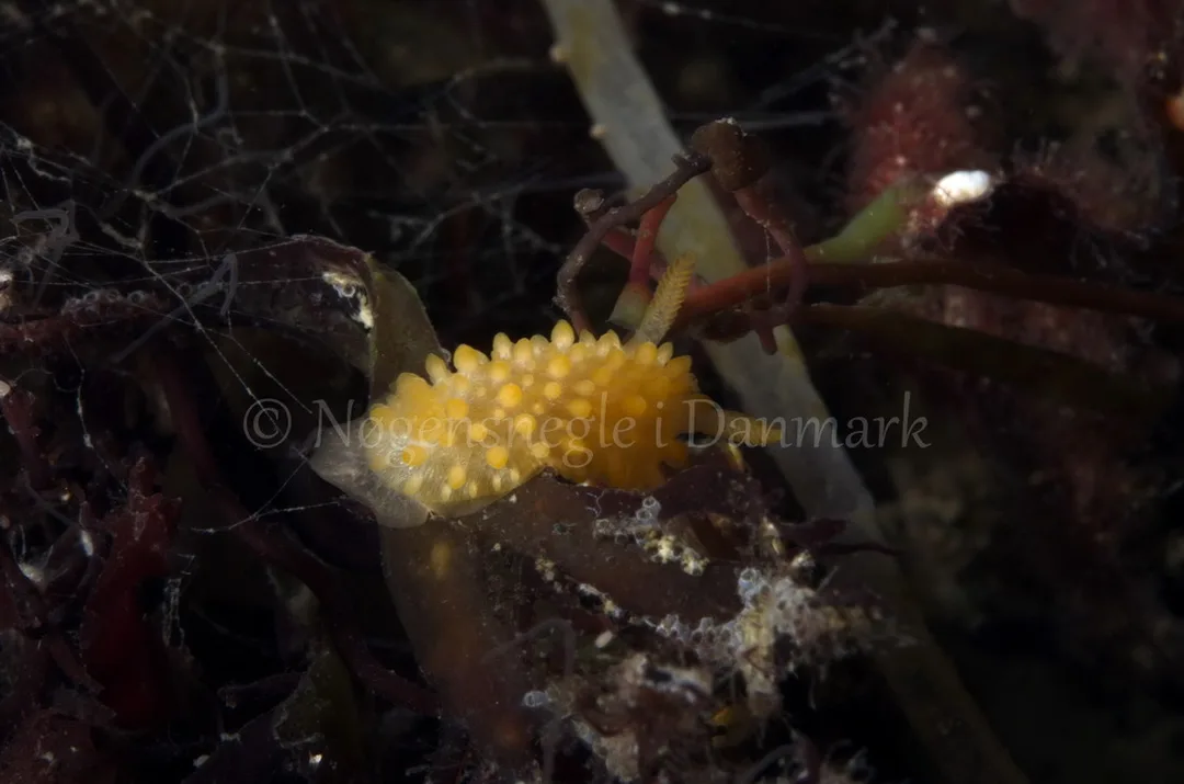 Foto: Jørn Ari....... Adalaria proxima -- www.nudibranchia.dk