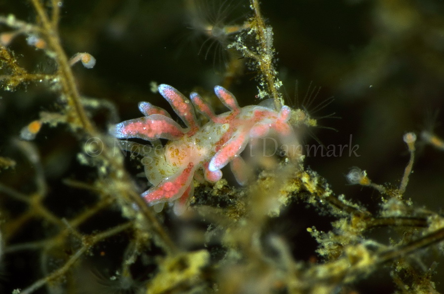 Foto: Jørn Ari ....... Eubranchus rupium - www.nudibranchia.dk - Nøgensnegle i Danmark