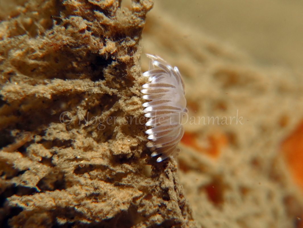 Foto: Tina Malmgren ....... Cuthona concinna -- www.nudibranchia.dk