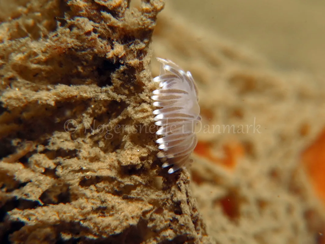 Foto: Tina Malmgren ....... Cuthona concinna -- www.nudibranchia.dk