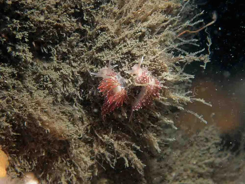 Coryphella verrucosa - Otto S/S (Vrag) - Foto: Kenneth Krull