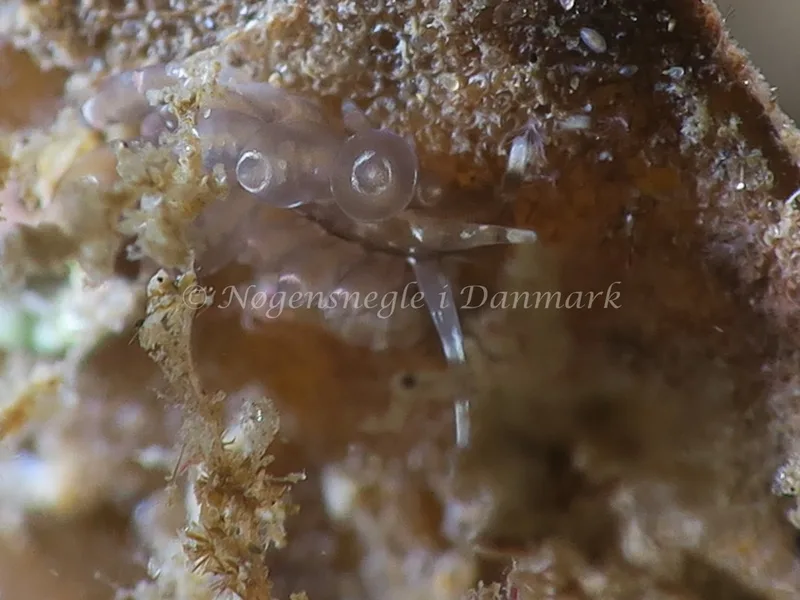 Amphorina viriola - Lyngsbo Strand - Foto: HP Ølgaard
