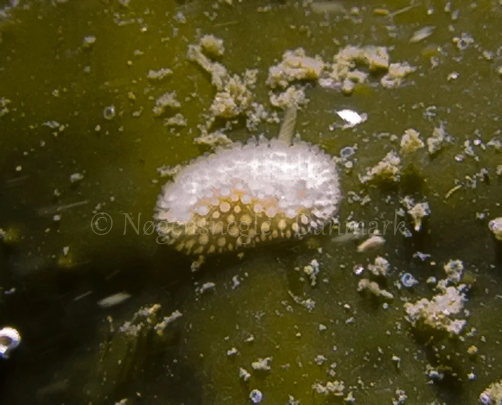Foto: Martin Andersen....... Onchidoris muricata -- www.nudibranchia.dk