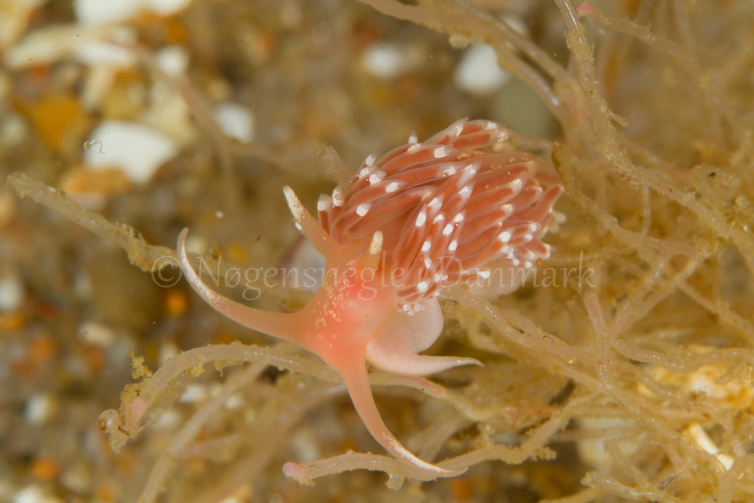 Foto: Poul Erik Rasmussen....... Facelina bostoniensis  - www.nudibranchia.dk