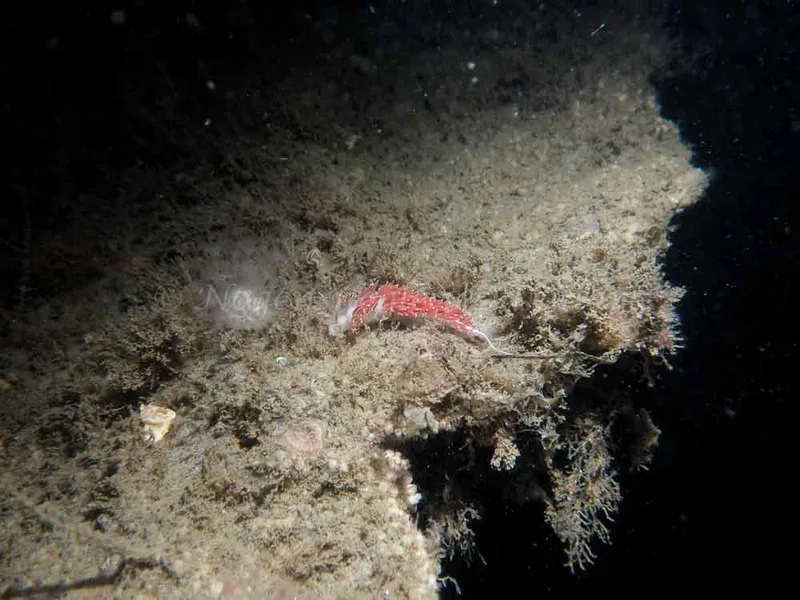 Coryphella verrucosa - Otto S/S (Vrag) - Foto: Kenneth Krull