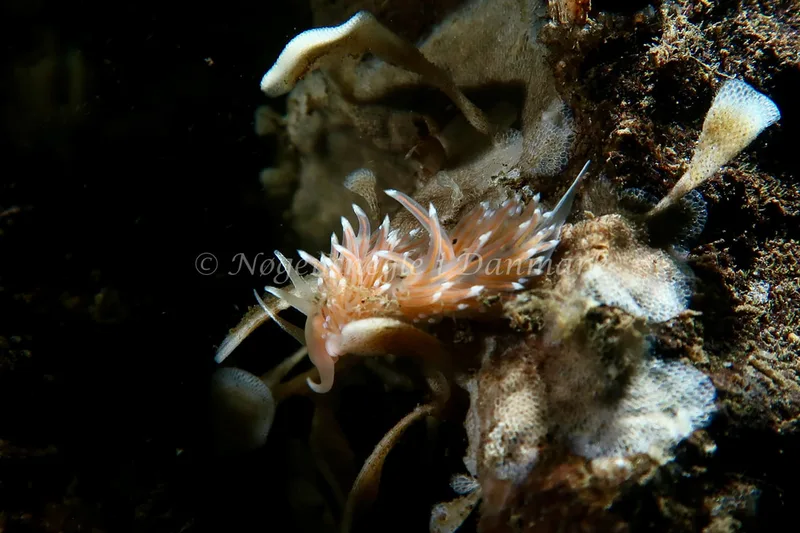 Facelina bostoniensis - Lyngsbo Strand - Foto: AnneKatrine Frederiksen
