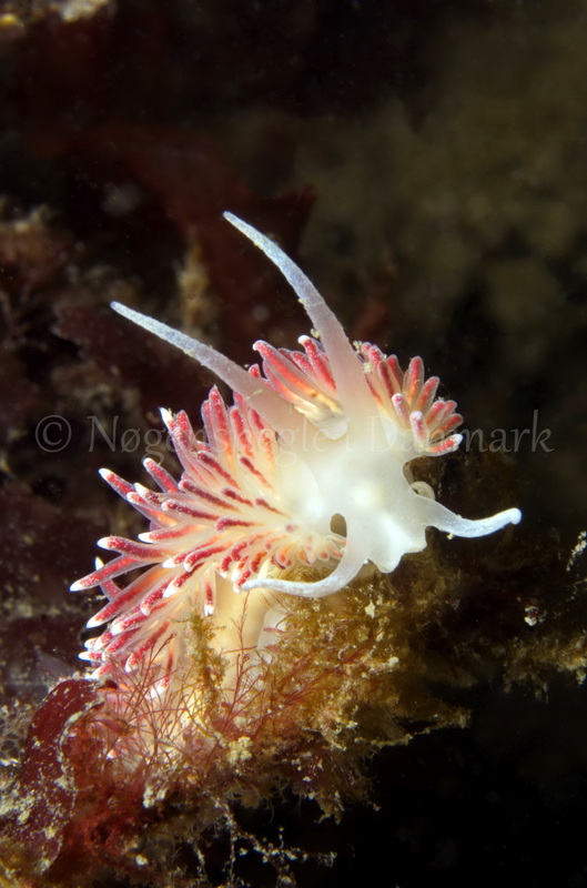 Foto: Jørn Ari ....... Flabellina pellucida -- www.nudibranchia.dk
