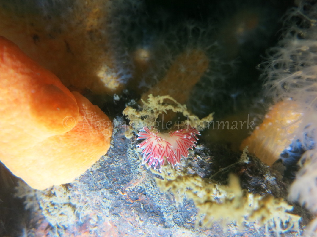 Foto: Emil Vesterager ....... Flabellina pellucida -- www.nudibranchia.dk