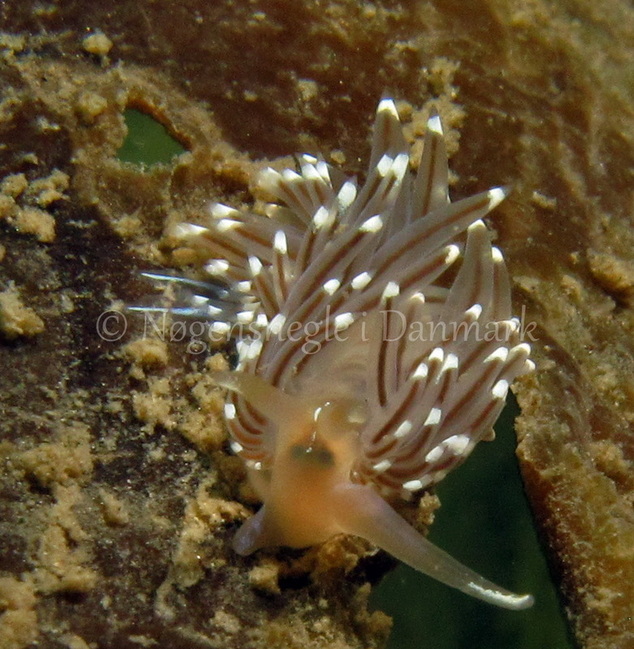 Foto: Kim Nygaard  --- Facelina cf bostoniensis ---  www.nudibranchia.dk