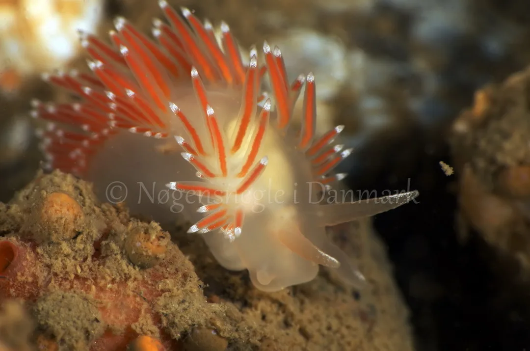 Foto: Jørn Ari ....... Flabellina browni - www.nudibranchia - Nøgensnegle i Danmark