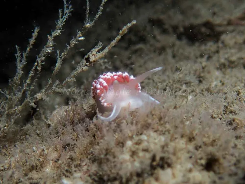 Coryphella verrucosa - Otto S/S (Vrag) - Foto: Kenneth Krull