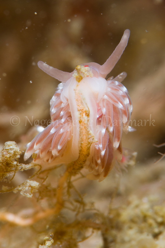 Foto: Poul Erik Rasmussen ....... Facelina bostoniensis-- www.nudibranchia.dk