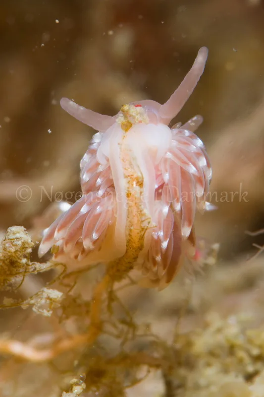 Foto: Poul Erik Rasmussen ....... Facelina bostoniensis-- www.nudibranchia.dk
