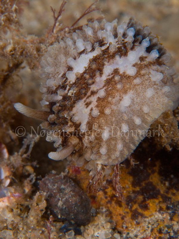 Foto: Jørn Ari ....... Onchidoris bilamellata - www.nudibranchia.dk - Nøgensnegle i Danmark