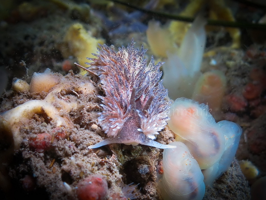 Foto: Claus Neupart....... Aeolidia papillosa -- www.nudibranchia.dk --