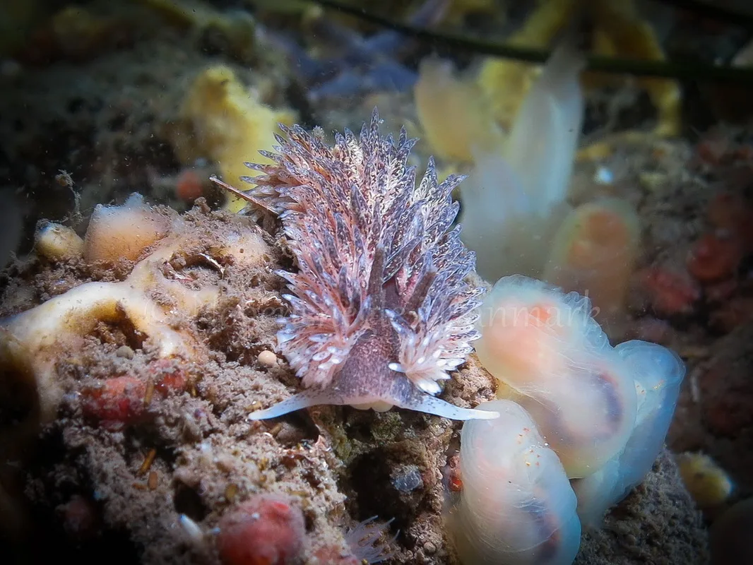 Foto: Claus Neupart....... Aeolidia papillosa -- www.nudibranchia.dk --