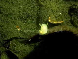 Image description