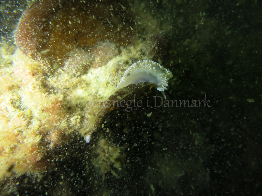 Foto: Emil Vesterager ....... Flabellina verrucosa -- www.nudibranchia.dk