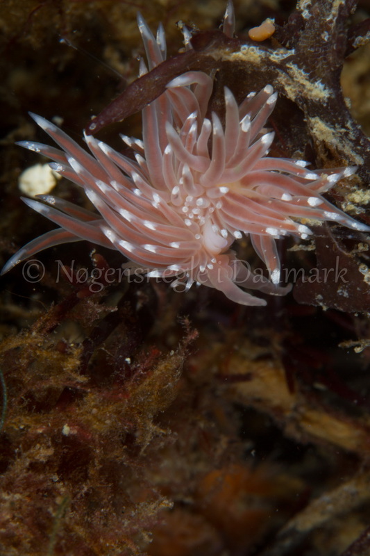 Foto: Poul Erik Rasmussen ....... Facelina cf bostoniensis -- www.nudibranchia.dk