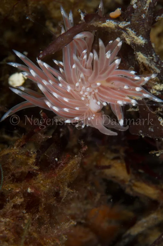 Foto: Poul Erik Rasmussen ....... Facelina cf bostoniensis -- www.nudibranchia.dk