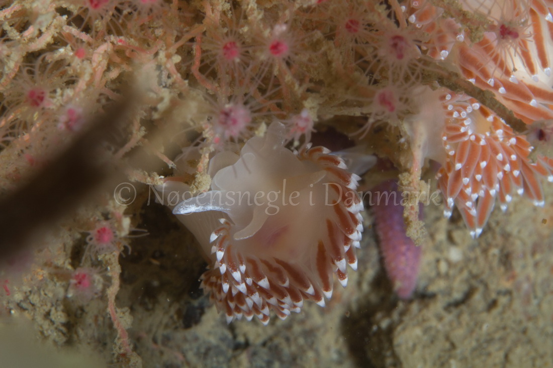 Foto: Poul Erik Rasmussen ....... Flabellina verrucosa-- www.nudibranchia.dk