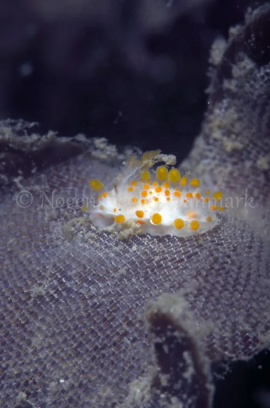 Foto: Jørn Ari ....... Limacia clavigera  -- www.nudibranchia.dk
