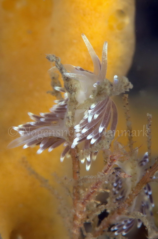 Foto: Jørn Ari ....... Cuthona concinna - www.nudibranchia.dk - Nøgensnegle i Danmark