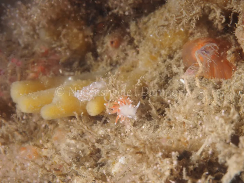 Microchlamylla gracilis - Ammoniakhavnen - Foto: Michael Christensen
