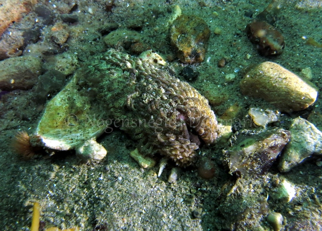 Foto: Dan Holm ....... Aeolidia papillosa-- www.nudibranchia.dk