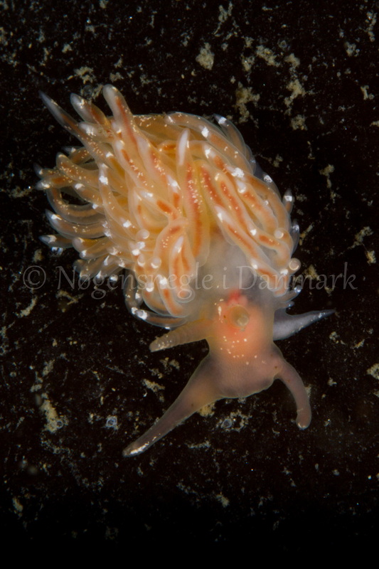 Foto: Poul Erik Rasmussen ....... Facelina bostoniensis -- www.nudibranchia.dk