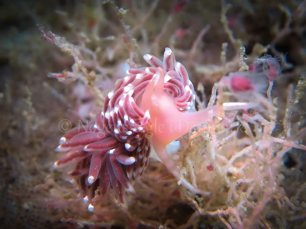 Foto: Claus Neupart ....... Facelina bostoniensis -- www.nudibranchia.dk