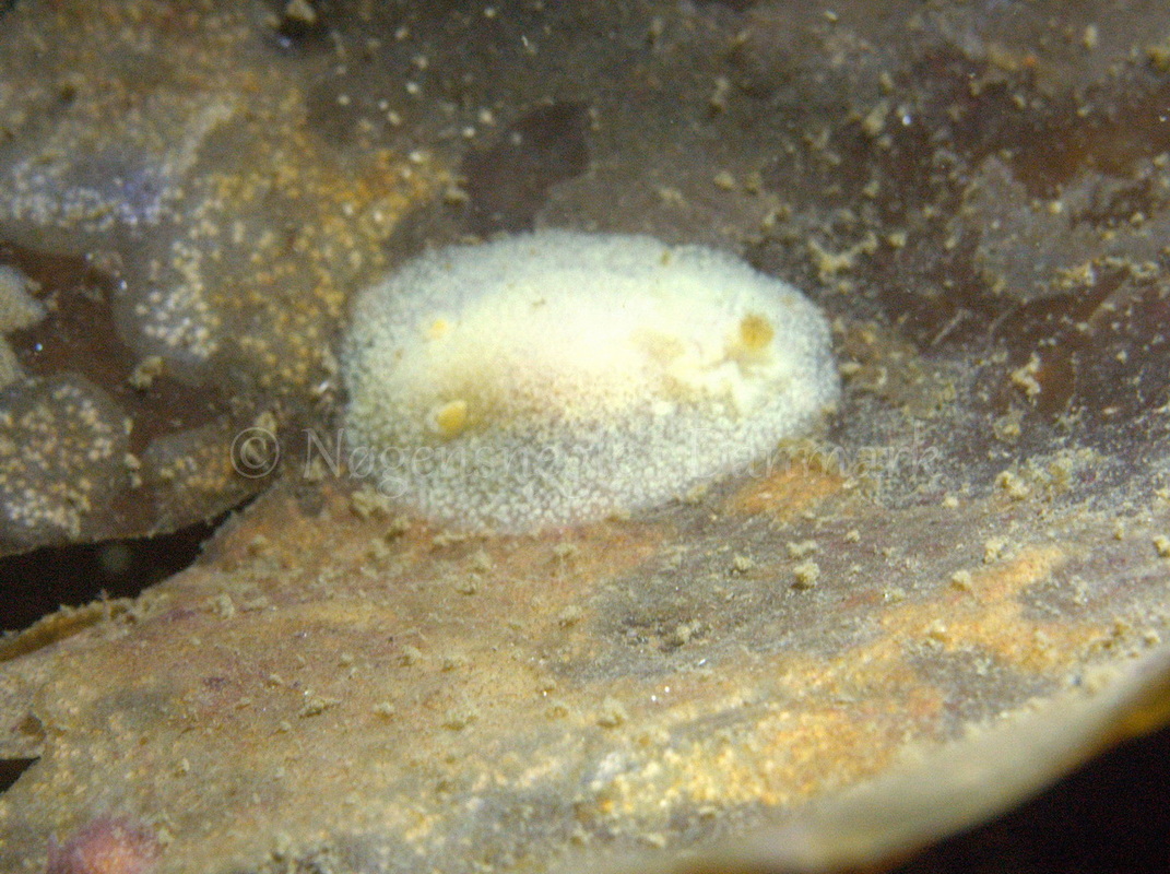 Foto: Dan Holm ....... Acanthodoris pilosa -- www.nudibranchia.dk
