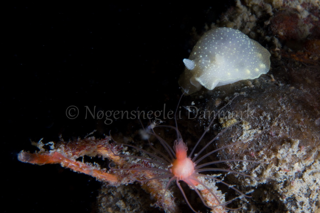 Foto: Poul Erik Rasmussen ....... Cadlina laevis -- www.nudibranchia.dk