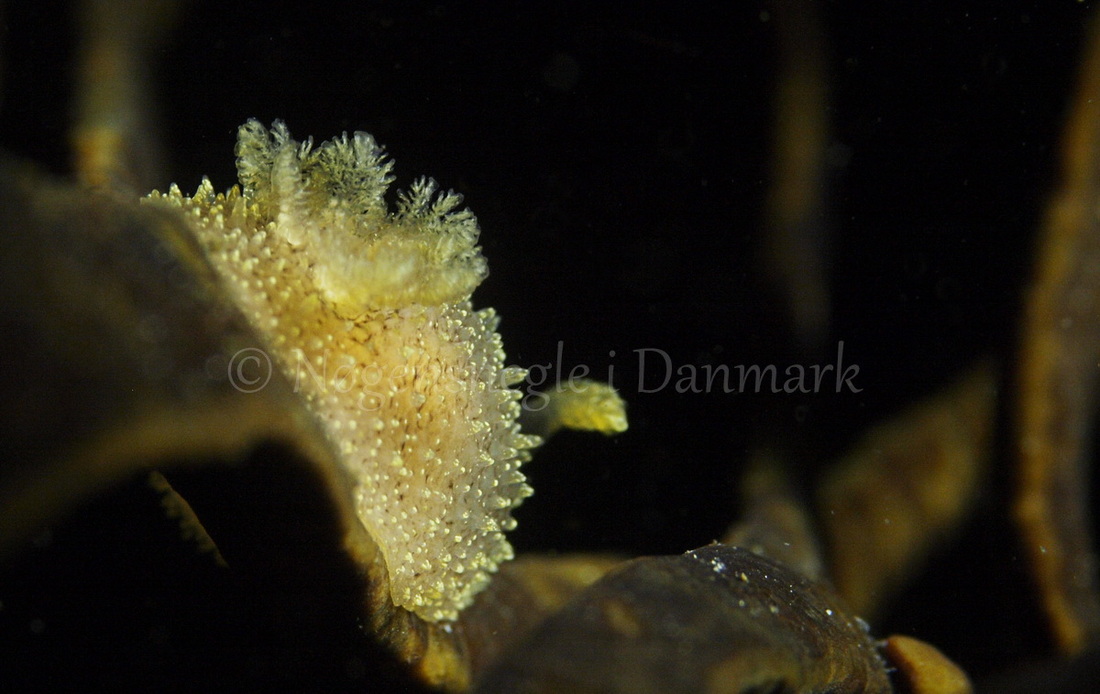Foto: Martin Allen....... Acanthodoris pilosa -- www.nudibranchia.dk --