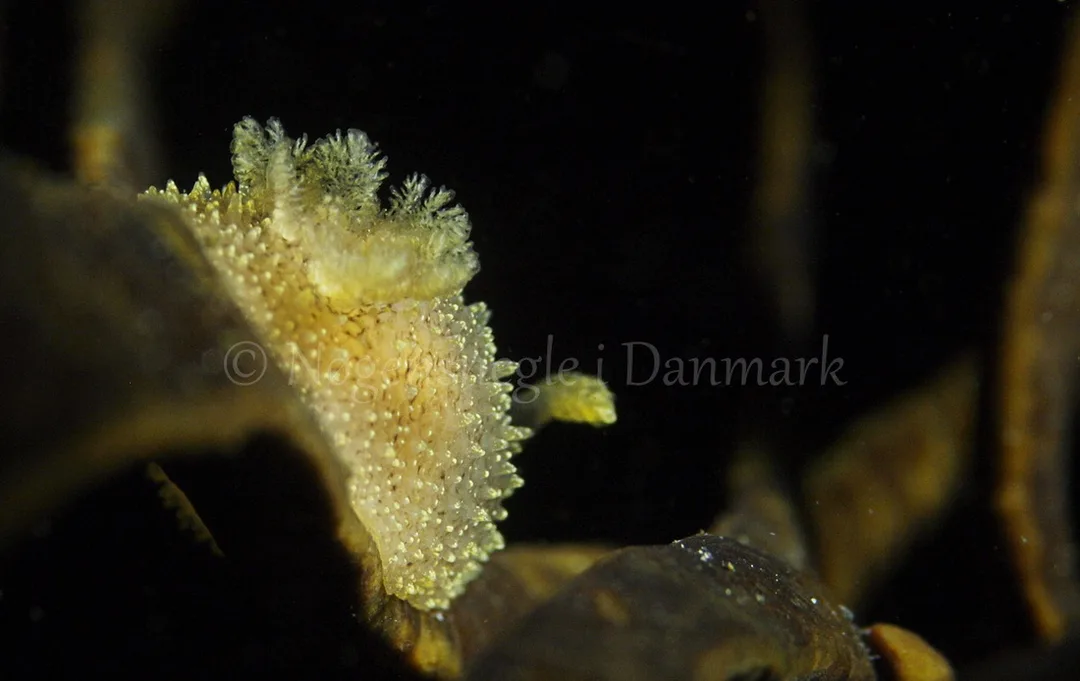 Foto: Martin Allen....... Acanthodoris pilosa -- www.nudibranchia.dk --
