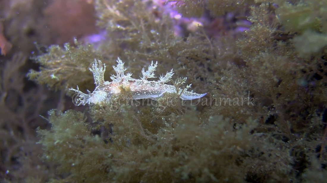 Foto: Kim Matthiesen ....... Dendronotus frondosus -- www.nudibranchia.dk
