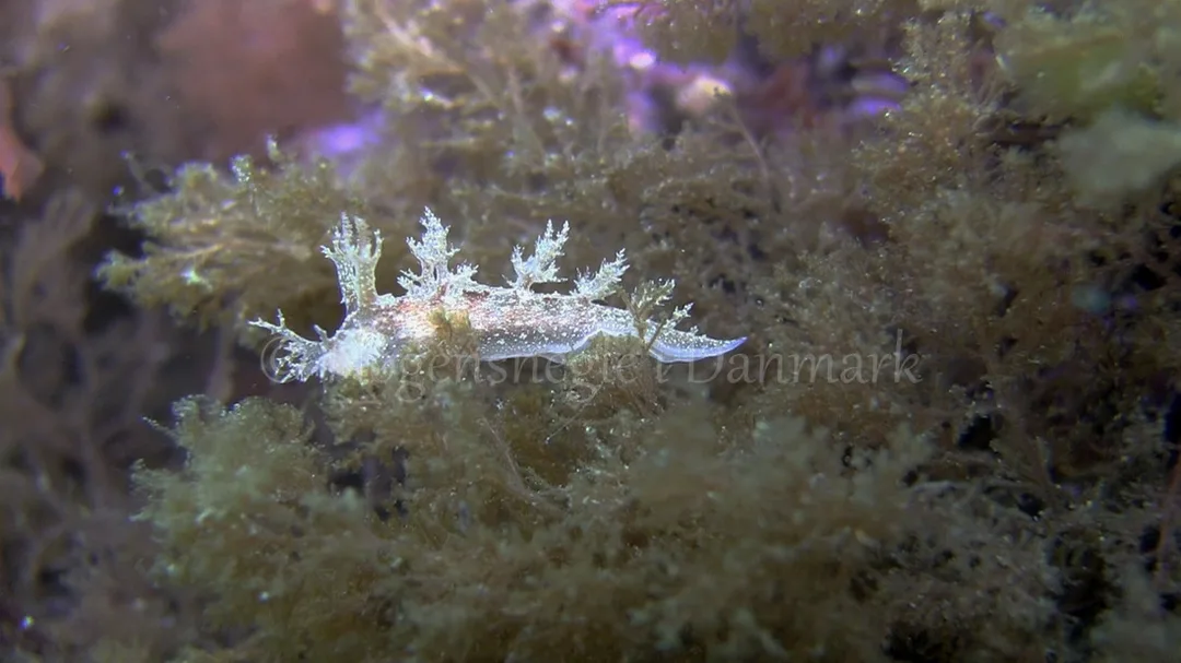 Foto: Kim Matthiesen ....... Dendronotus frondosus -- www.nudibranchia.dk