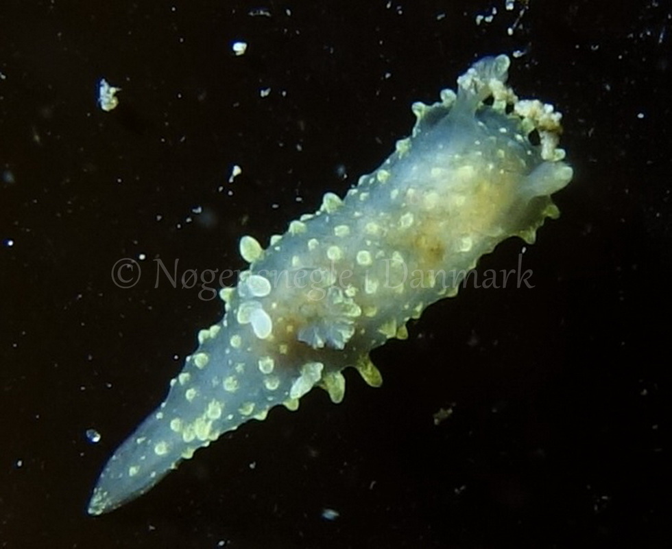 Foto: Mogens Poulsen ....... Palio dubia -- www.nudibranchia.dk